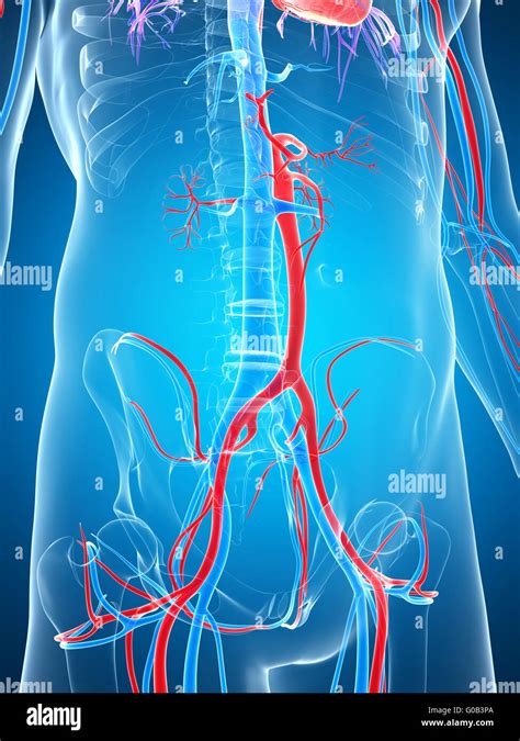 3d Rendered Illustration Of The Human Vascular System Stock Photo Alamy