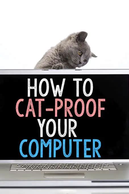How To Cat Proof Your Computer The Catington Post