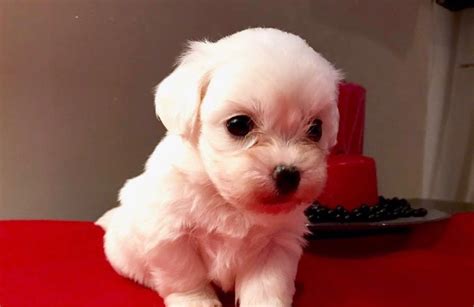 Maltese Puppies For Sale | Pittsburgh, PA #282169