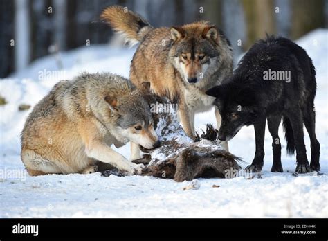 Two Wolves Feeding On The Carcass Of A Wild Boar Northwestern Wolf