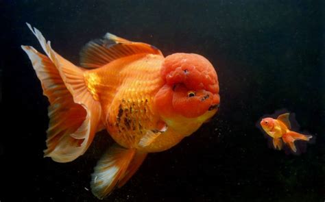 √ Orange Fish With Big Forehead Fischlexikon