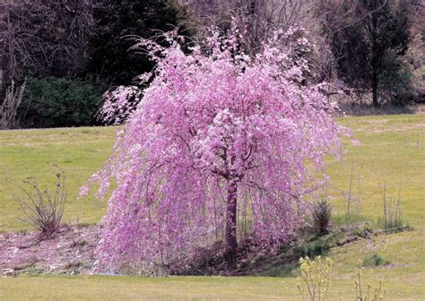 Weeping Cherry Pink 6ft Hello Hello Plants And Garden Supplies