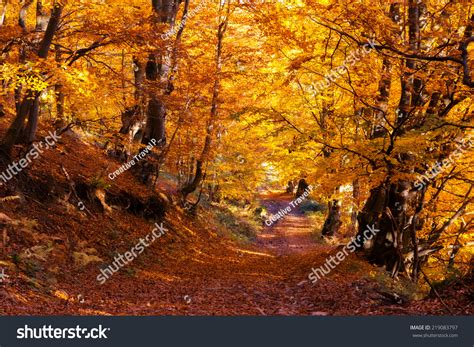Majestic Colorful Forest Sunny Beams Natural Stock Photo 219083797