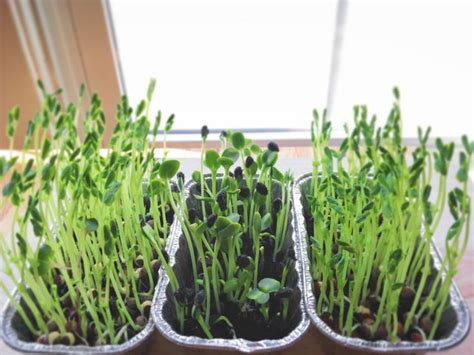 How To Grow Your Own Microgreens In 7 Easy Steps Permacrafters
