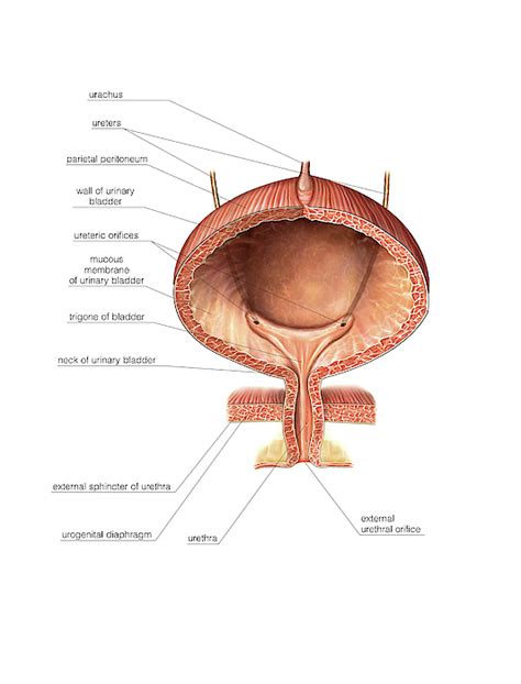 Urinary Bladder And Urethra Greeting Card By Asklepios Medical Atlas