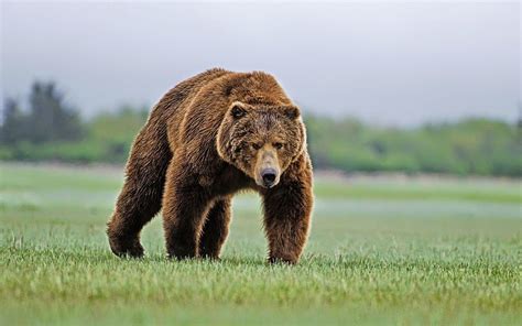 Een Welopgevoede Bruine Beer Video Bruine Beer Beer Grizzly Beer