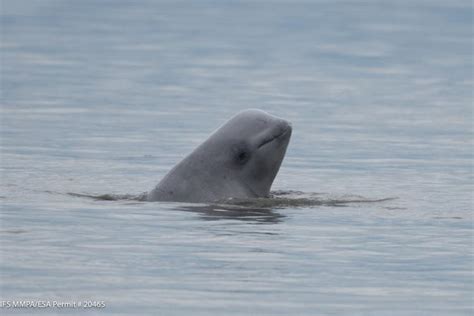 5 Facts About How Belugas Use Sound Noaa Fisheries