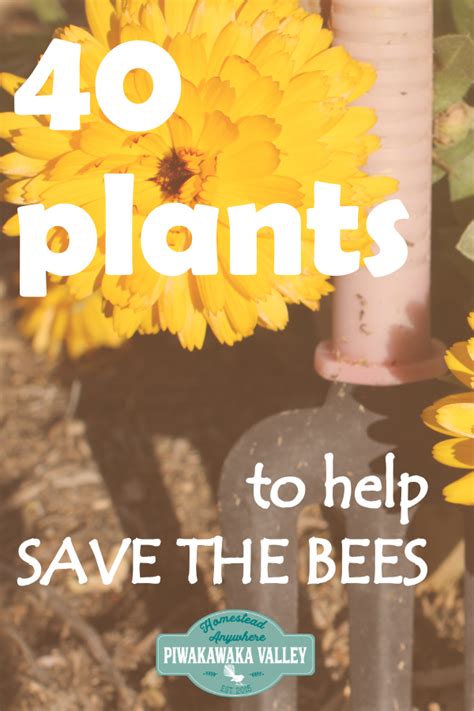 Our Bees Are In Danger Of Extinction Plant Some Of These Plants To