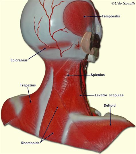 Collection 91 Images Muscles Of The Head And Neck Diagram Updated