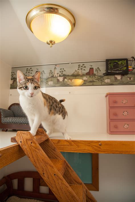 Luxury Cat Boarding At Morris Animal Inn Morristown Nj