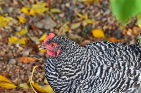 Autumn Chickens