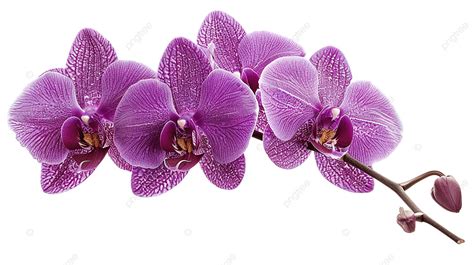 Purple Phalaenopsis Orchid Flower Isolated On White With Clipping Path