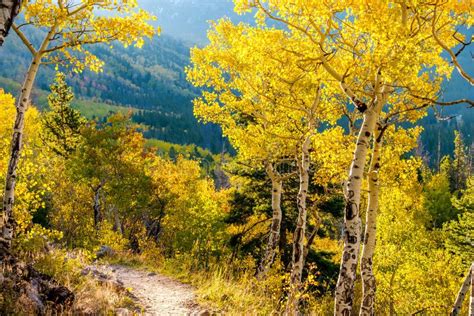 Aspen Grove At Autumn In Rocky Mountains Stock Photo Image Of Nature