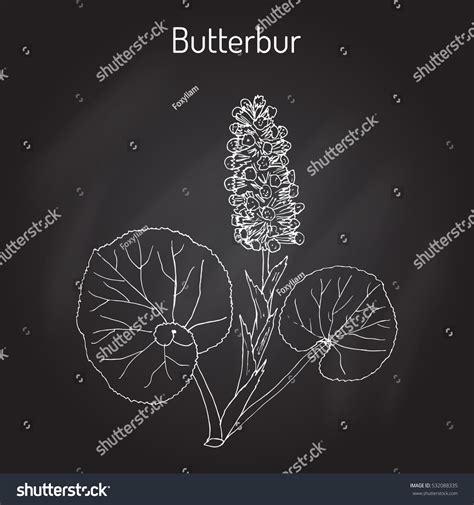 Butterbur Petasites Hybridus Bog Rhubarb Devils Stock Vector Royalty