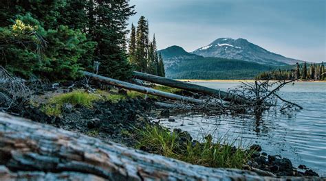 Green Pine Trees Near Lake · Free Stock Photo