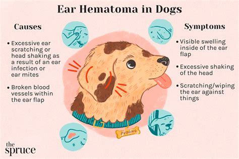 Hematoma On Dog Ear