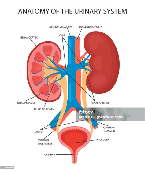 Mobile Stock Illustration Download Image Now Kidney Organ