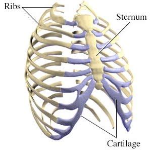 The human rib cage is made up of 12 paired rib bones; The Bio Reader: Human Bones