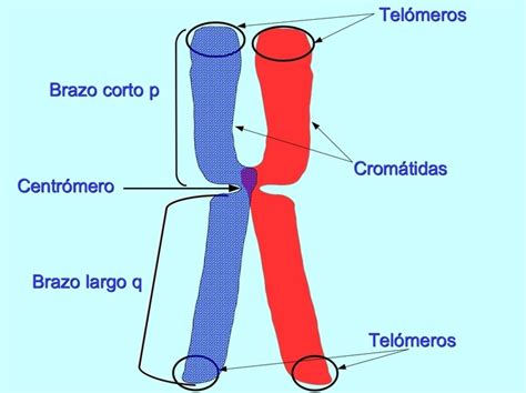 Cromosomas Mind Map