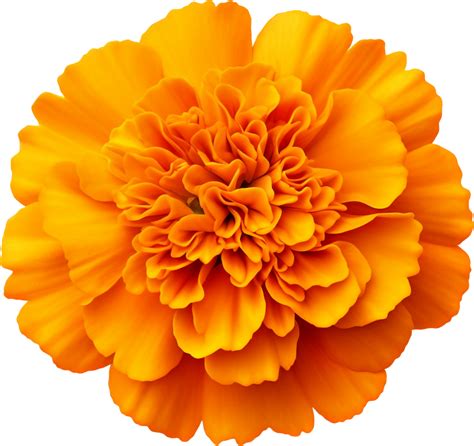Marigold Png With Ai Generated 30568188 Png