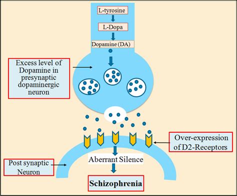 Pathophysiology Of Schizophrenia Dopamine Pathway Download Scientific