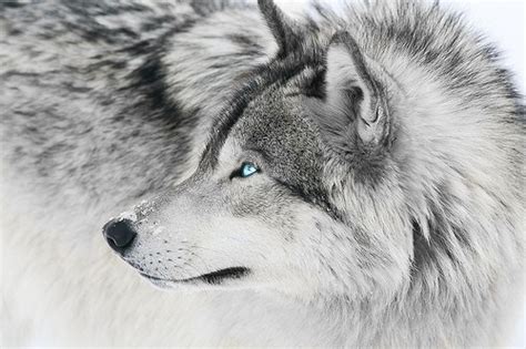 Image Silver Wolf The Warrior Cats Roleplay And Fanfiction Wiki