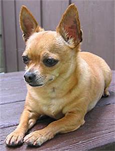 Chihuahua Dog Toy Dog Breeds Online Dog Encyclopedia
