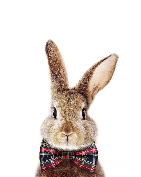 Brown Bunny With Bow Tie Baby Animals Art Print By Synplus Digital Art