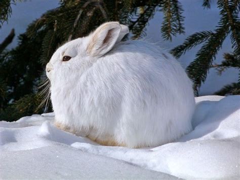 41 Strange On Twitter Arctic Hare Snowshoe Hare Rabbit