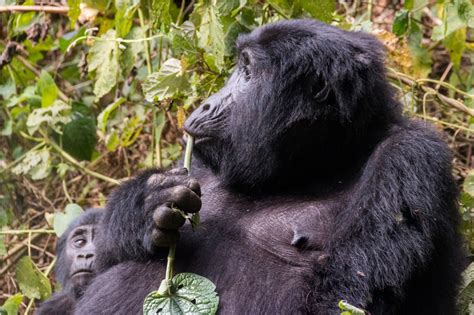 Tracking Silverback Mountain Gorilla In Bwindi Impenetrable National