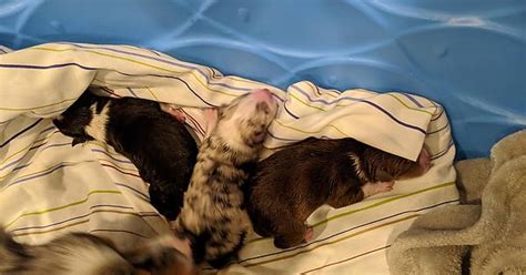 New Born Australian Shepherd Puppers Imgur
