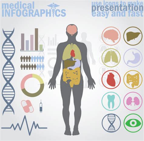Vector Medical Infographics Human Body With Internal Organs Free Vector In Encapsulated