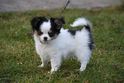 Free Images Puppy Toy Dog Dogs Animals Chihuahua Papillon Dog