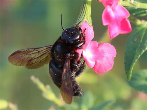Valley Carpenter Bee University Of Arizona Pollinator Field Guide