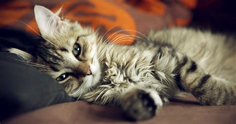 Cat On Bed 4k Ultra Hd Wallpaper Cute Cats And Dogs Cats Cute Animals