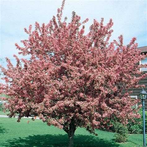 364 Gallon Pink Indian Magic Crabapple Flowering Tree In