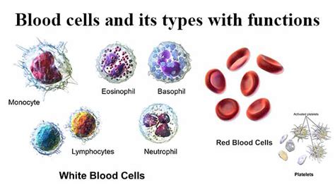 White Blood Cells Archives Online Microbiology Notes