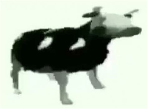 Dancing Polish Cow Meme Explained Origin Of Tylko Jedno W Głowie