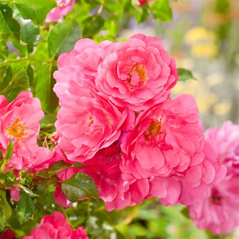 Rosa Pink Flower Carpet Noatraum Ground Cover Rose Dobbies Garden