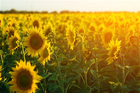 Sunflower Farm Closes After Being Swarmed With Visitors
