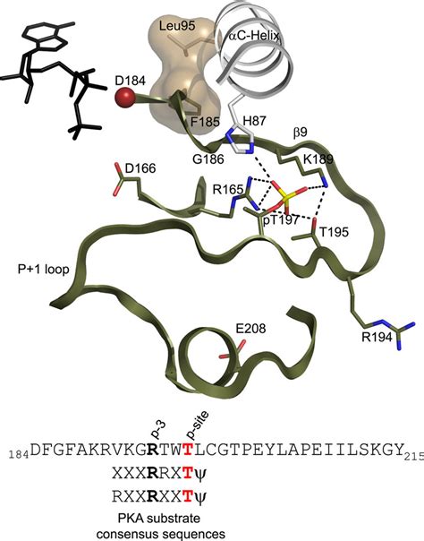 Interactions Of The Activation Loop Phosphate In The C Subunit And