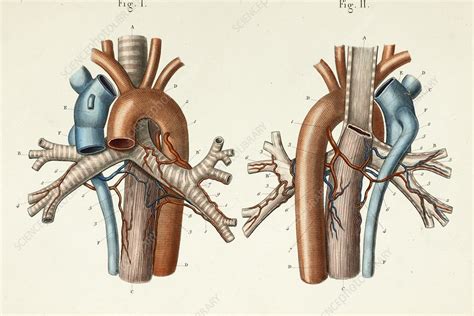 Pulmonary Blood Vessels Anatomy 1866 Illustrations Stock Image