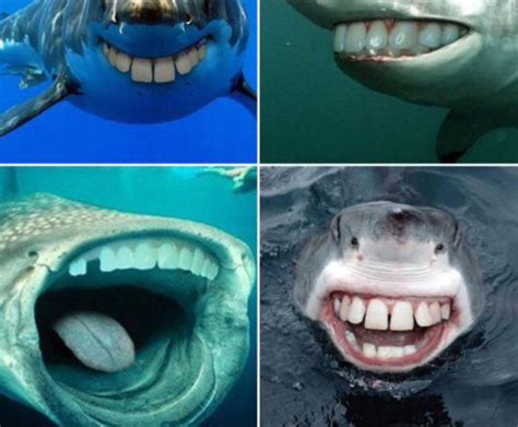 Thanks I Hate Sharks With Human Teeth Rtihi