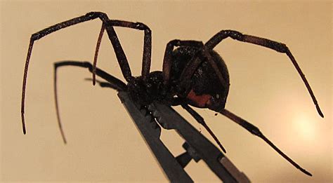 What Is The Classification Of A Black Widow Spider Dangerous Oregon