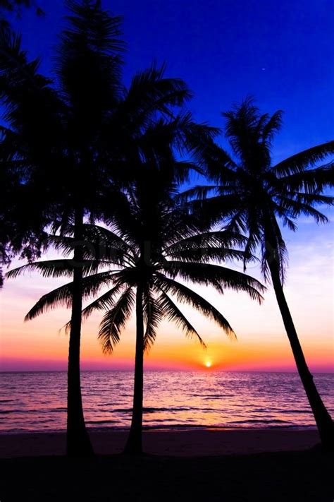 Sunset On The Beach Palm Trees Stock Photo Colourbox
