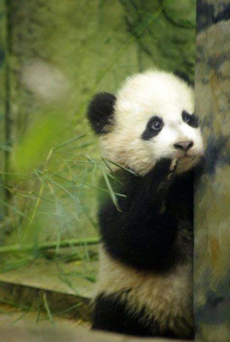 Baby Panda Panda Facts Cute Animals Panda Bear