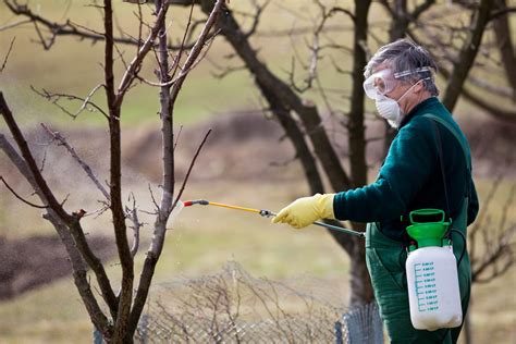 Dormant oil is a type of spray used on fruit trees while they are in their dormant stage (winter). What Is Dormant Oil And Should I Spray It On My Trees?