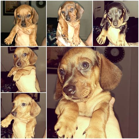 Pups, english cream miniature dachshunds, champion, show, champion lines, dachsie, guardian dachshunds, miniature dachshund puppies, mini we occasionally sell mini dachshund pups with full akc registration for show. Dachshund Puppies For Sale | New York, NY #332714