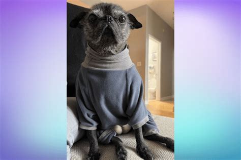 Dorothy The Hairless Pug Is Beyond Adorable 2022