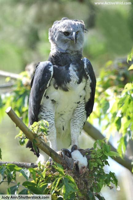 Harpy Eagle Facts Information And Pictures From Active Wild